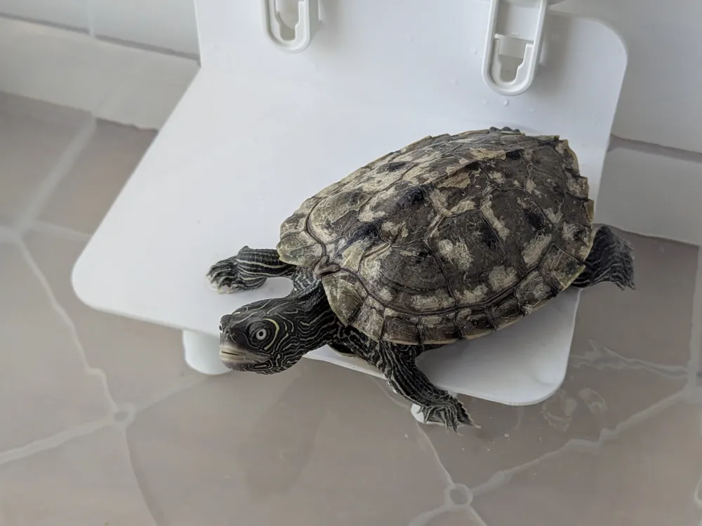 Turtle Basking Platform