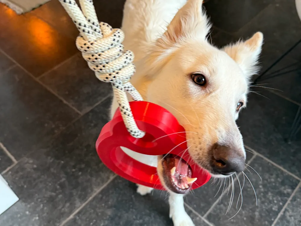 Various dog toys - Pets, in stock in India