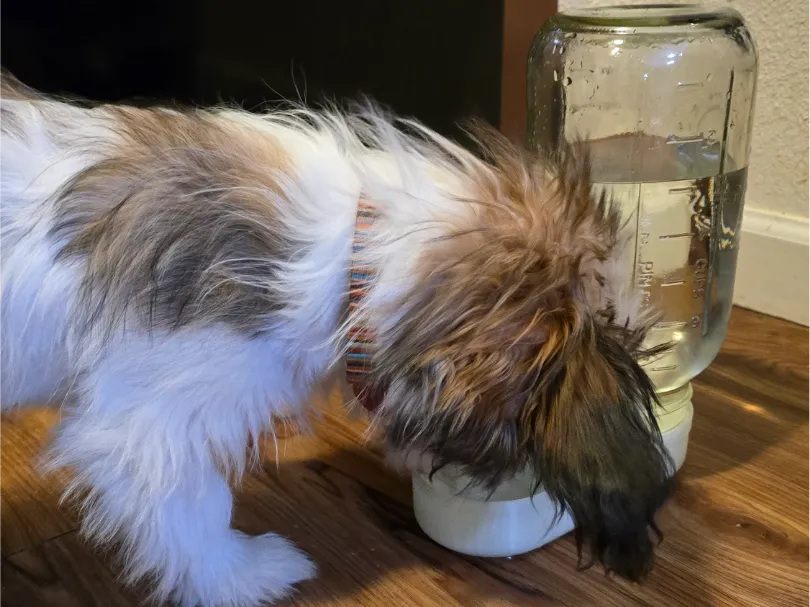 Water Dispenser For Small Pets